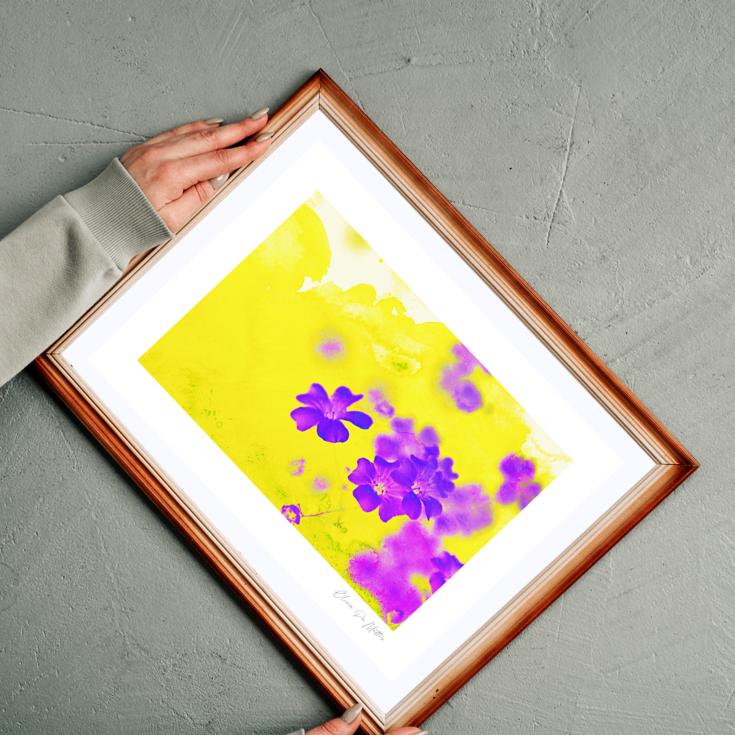 Schleierkraut - Gelb - Violett