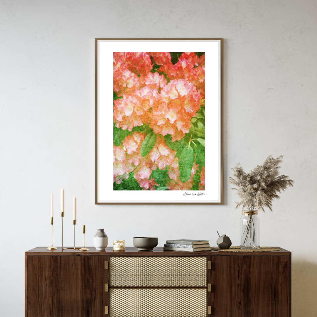 Rhododendron - Himbeere