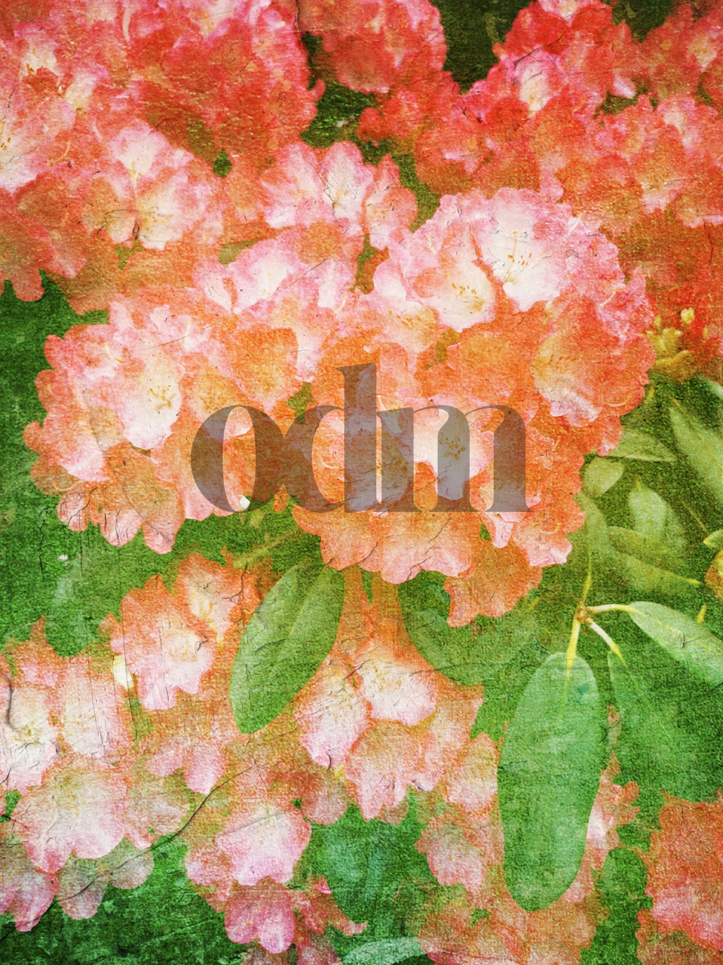 Rhododendron - Himbeere
