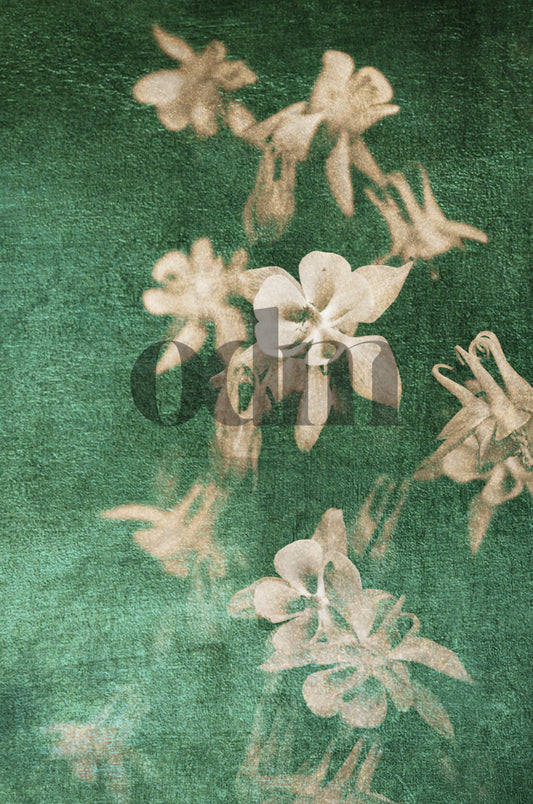 Akelei-Grün-Gold