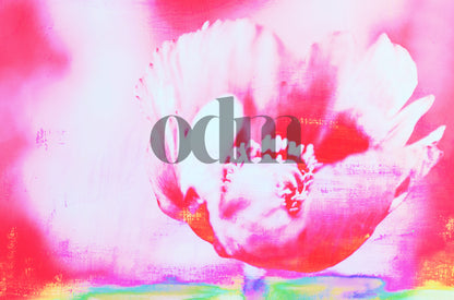 Mohn-Pink