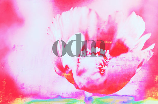 Mohn-Pink