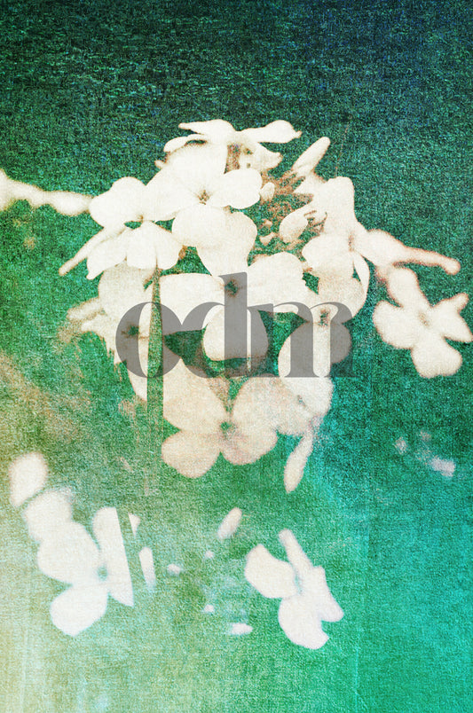 Blume-Weiss-Grün