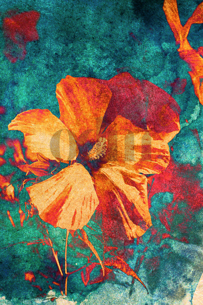 Hibiskus - orange