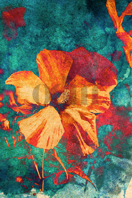 Hibiskus - orange