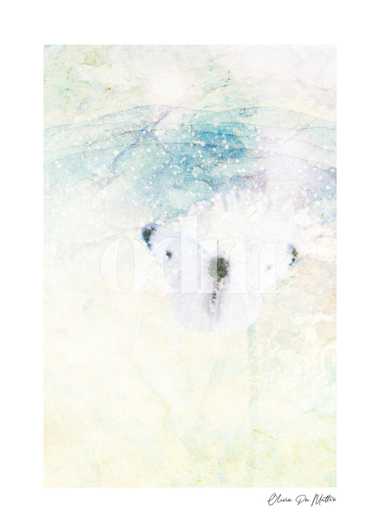 Schmetterling - Weiss