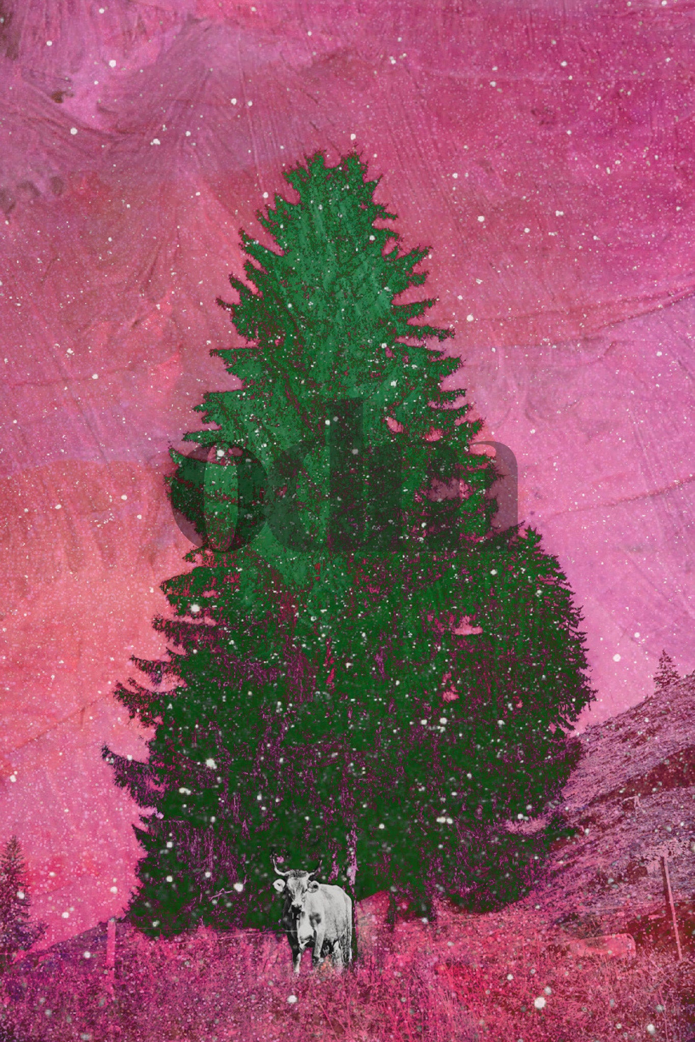 Kuh-Pink