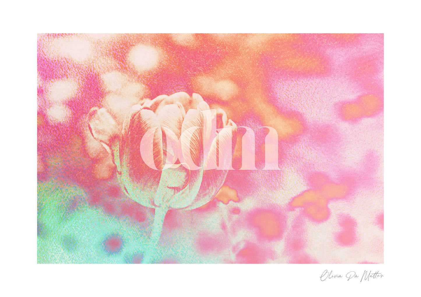 Tulpe - Pink