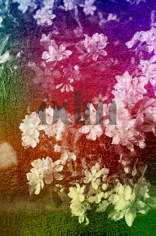 Kirschblüten-Schwarz-Bunt