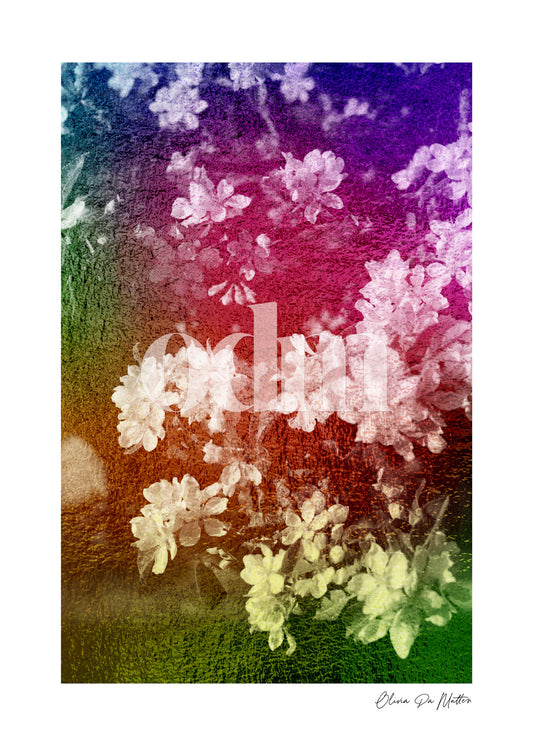 Kirschblüten - Regenbogen