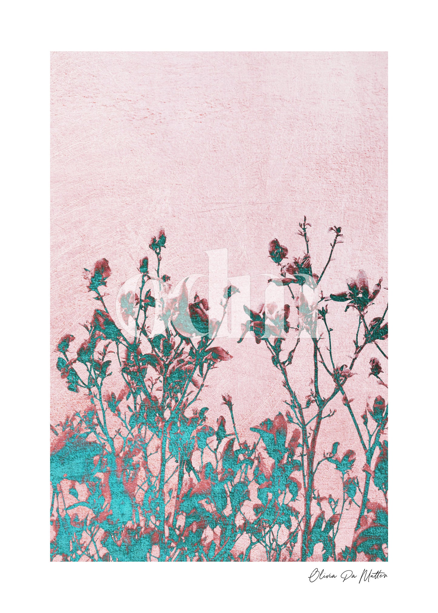Magnolia - Rosa