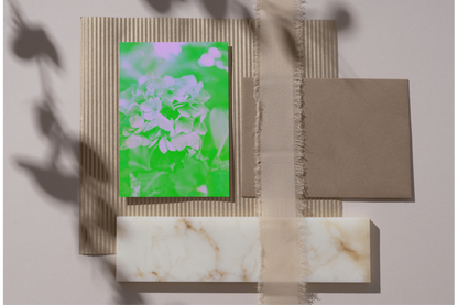 Hortensia - Neon