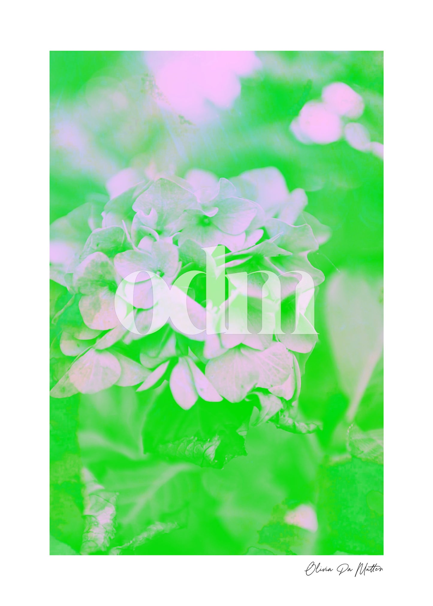 Hortensien - Neon
