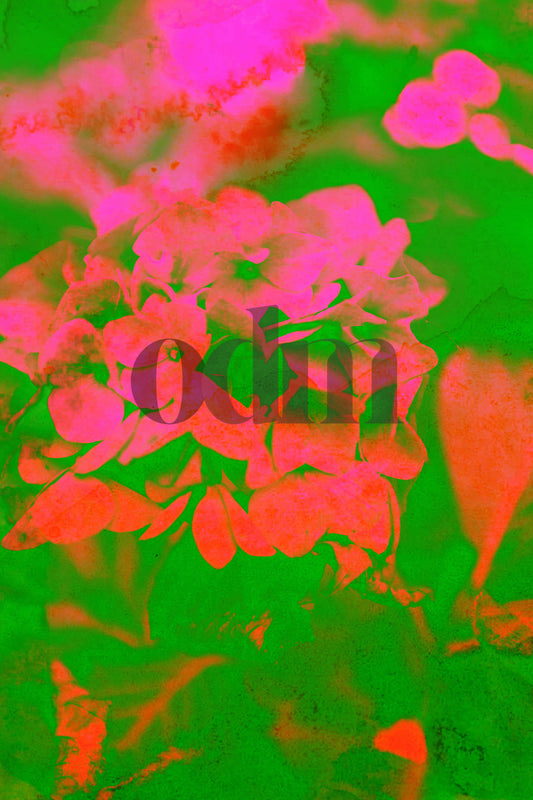 Hortensia - Pink - Grün