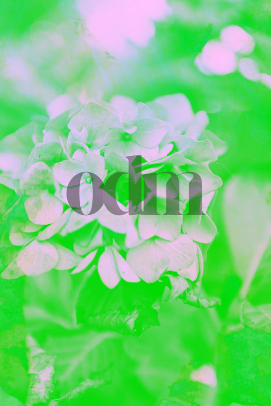 Hortensia - Neon