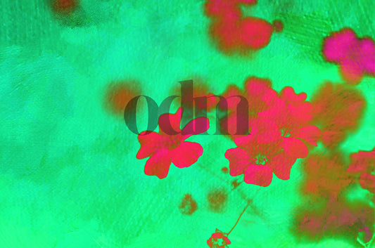 Schleierkraut - Grün - Magenta