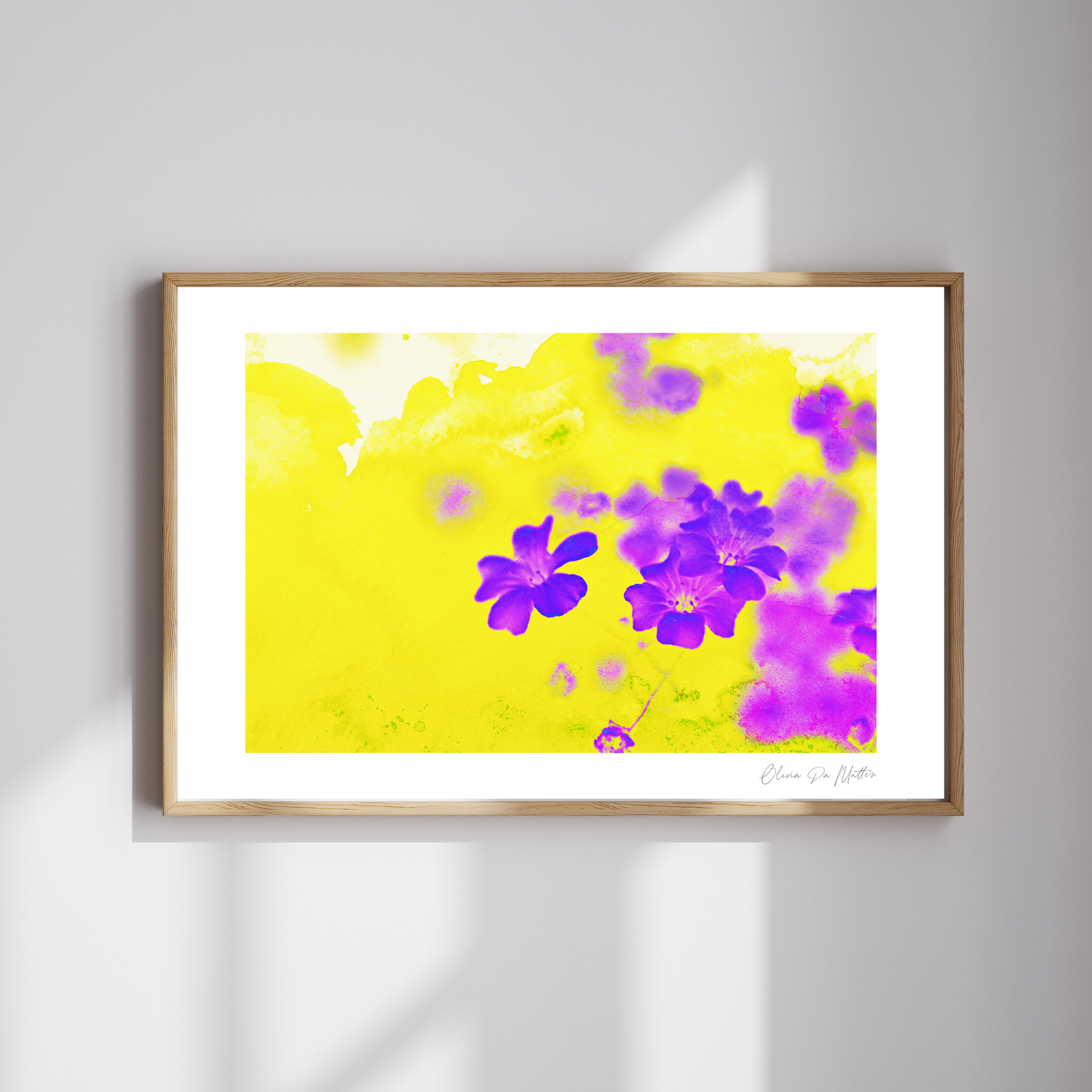 Schleierkraut - Gelb - Violett