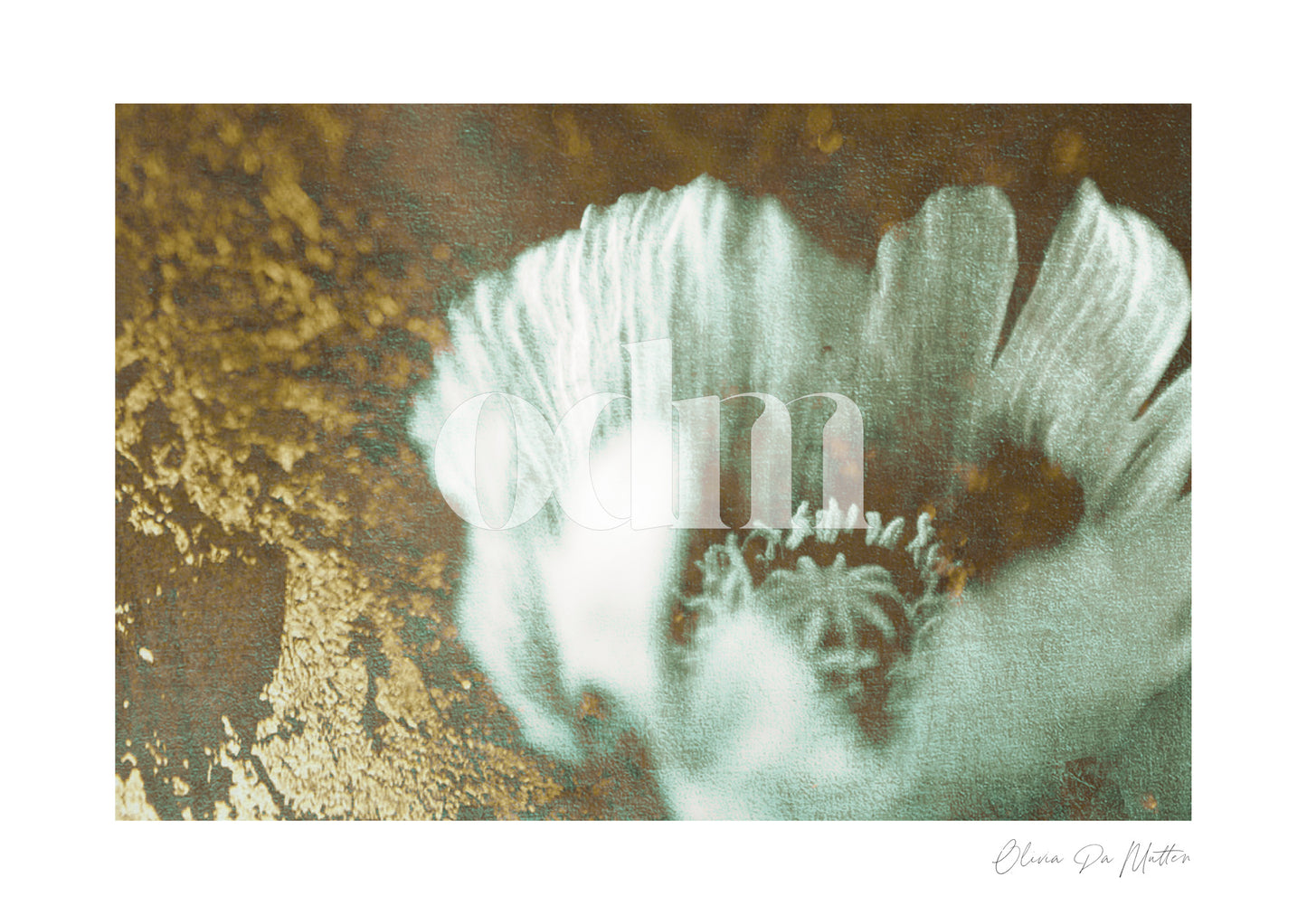 Mohn - Gold