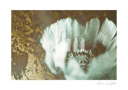 Mohn - Gold
