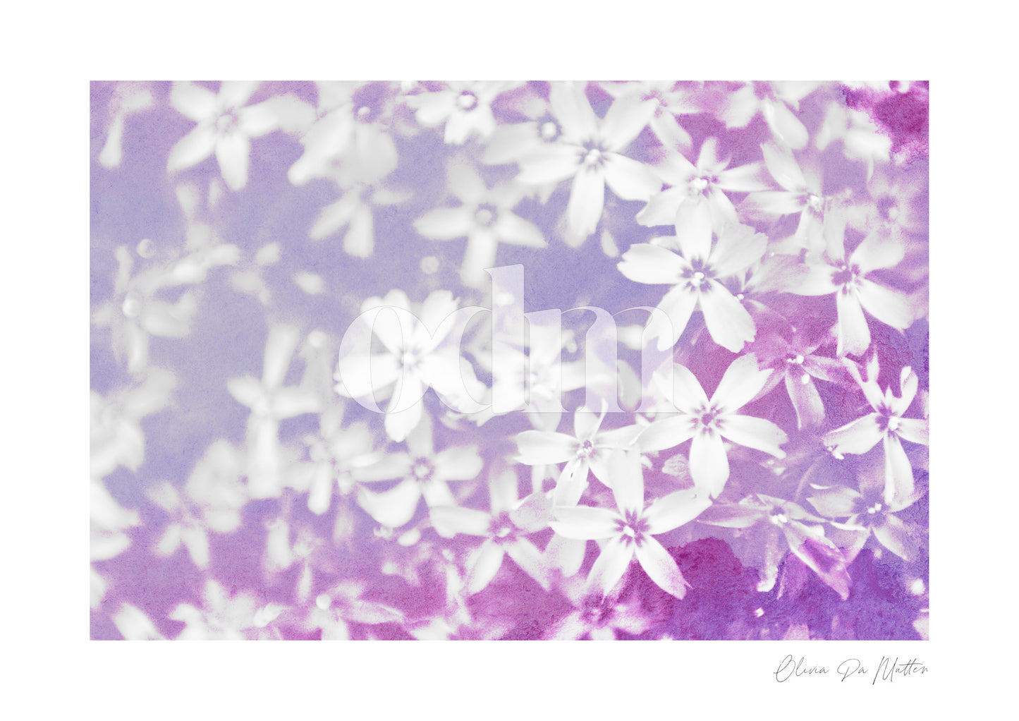 Polster - Phlox - Violett