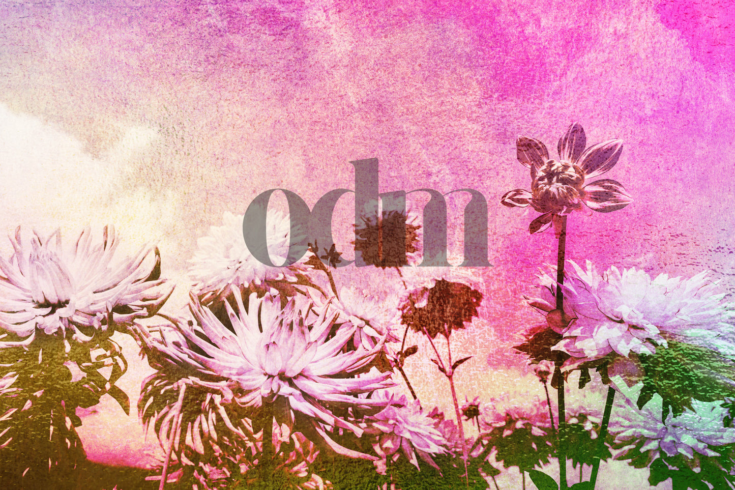 Dahlien