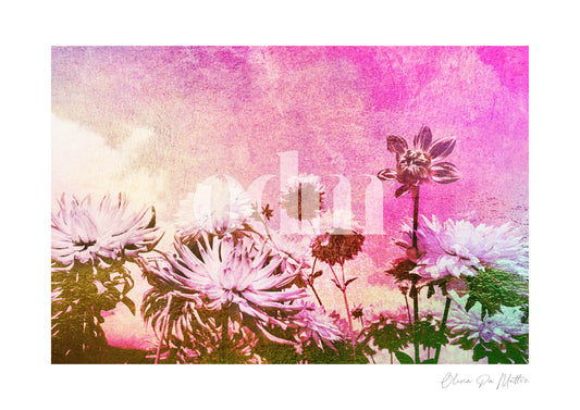 Dahlien - Pink