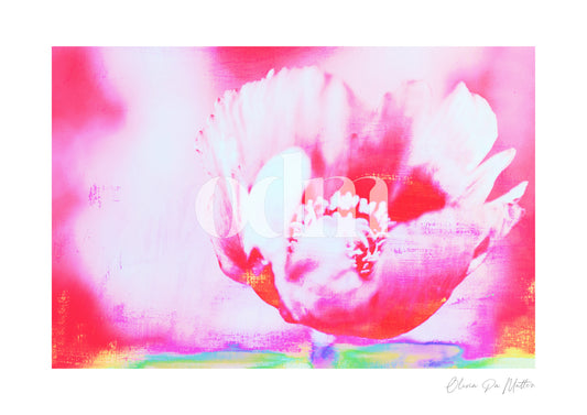 Mohn - Pink