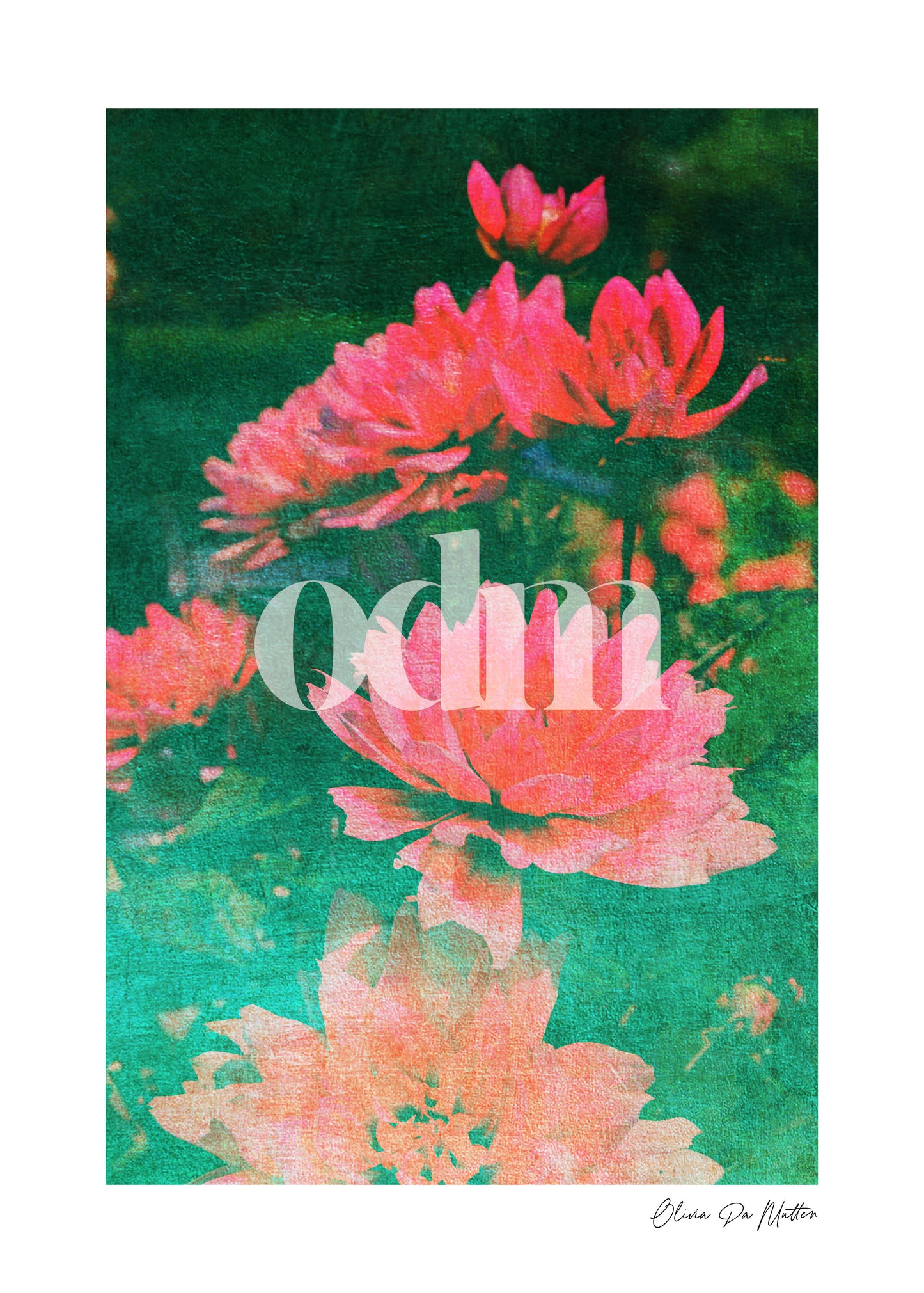 Dahlie - "Seerose"