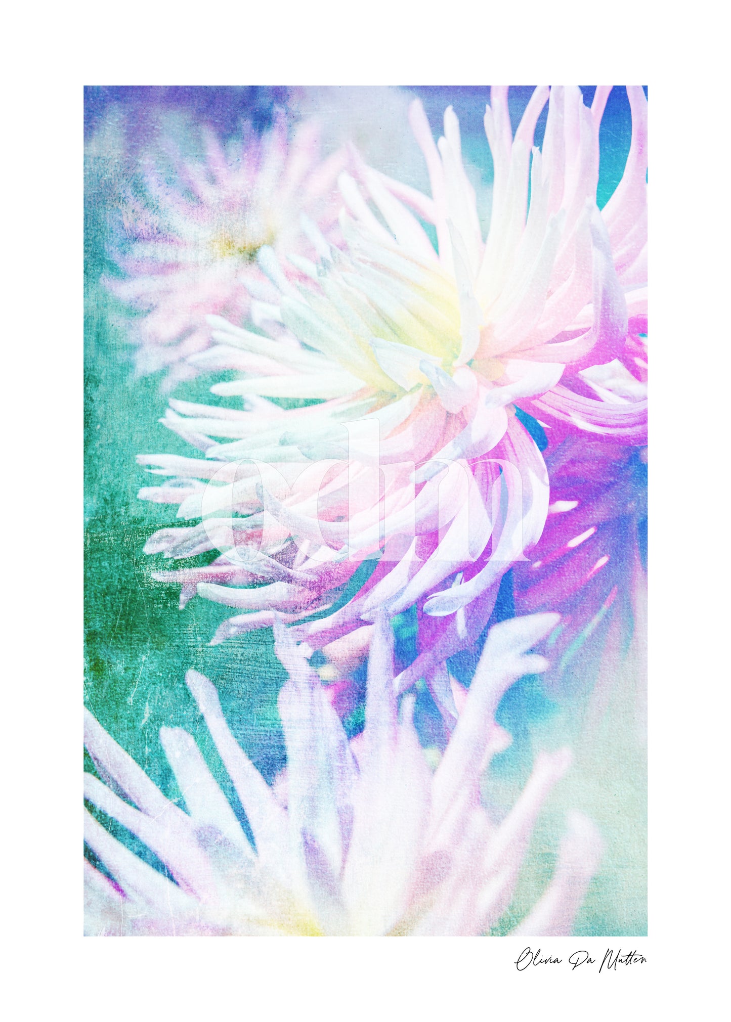 Dahlie - Regenbogen