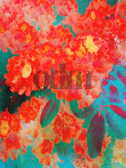 Rhododendron - Rot