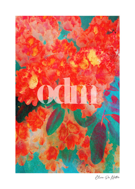 Rhododendron - Rot