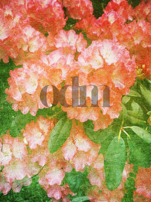 Rhododendron - Himbeere