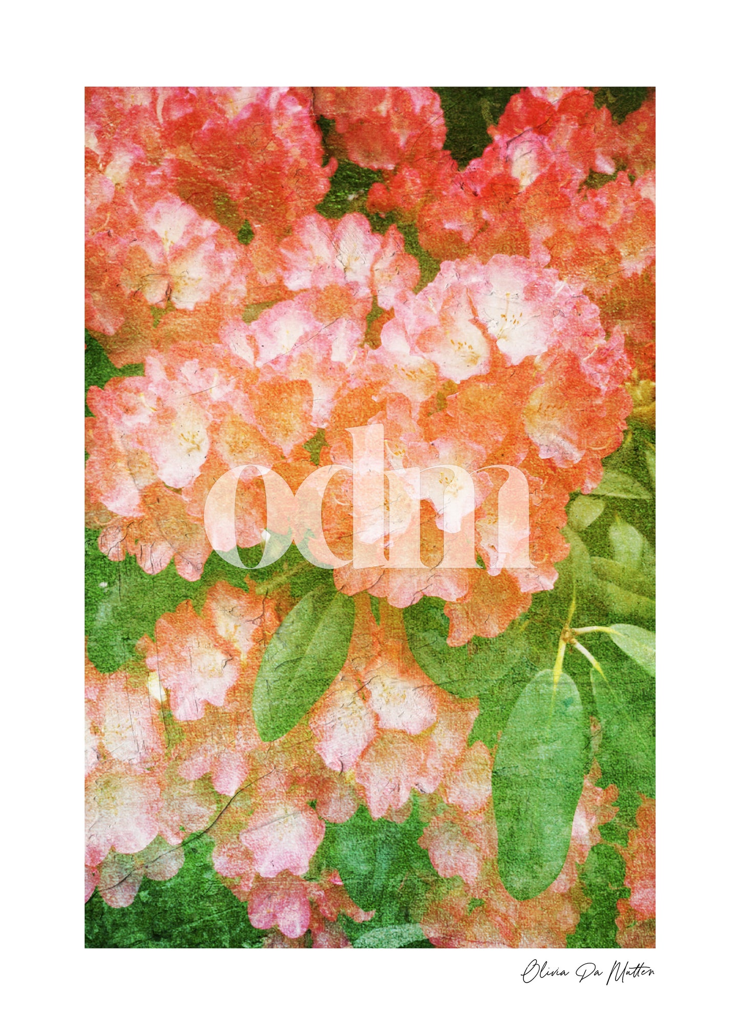 Rhododendron - Himbeere