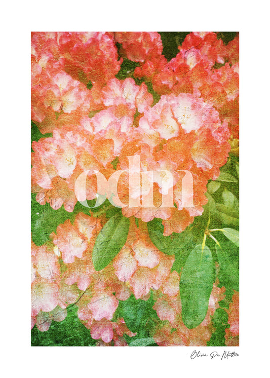 Rhododendron - Himbeere