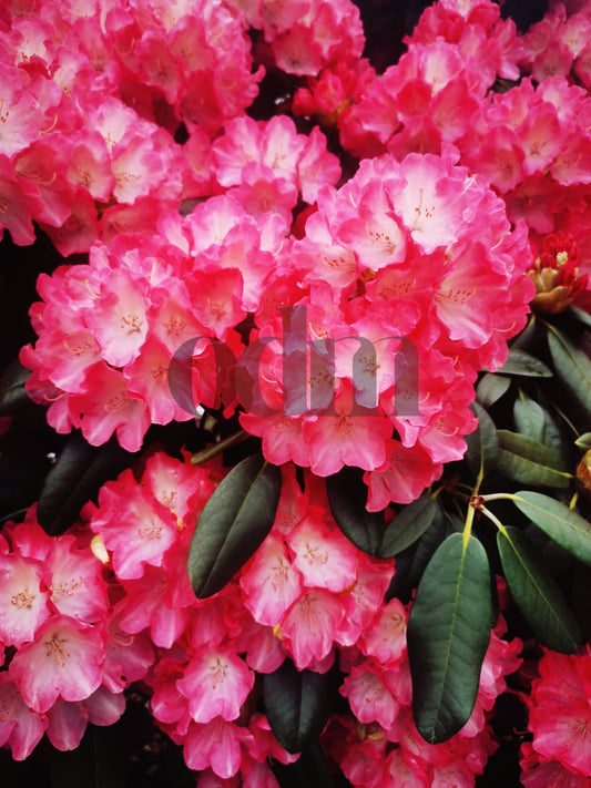 Postkarte Rhododendron  Pink