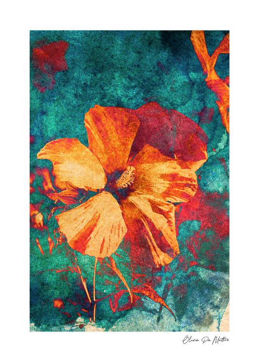 Hibiskus - Orange