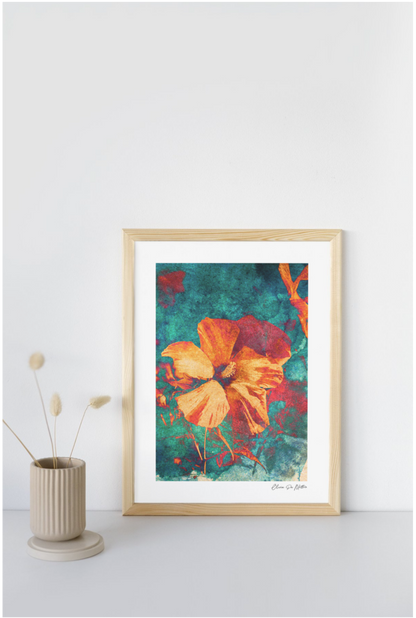 Hibiskus - Orange