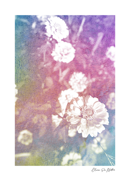 Zinnie - Rainbow