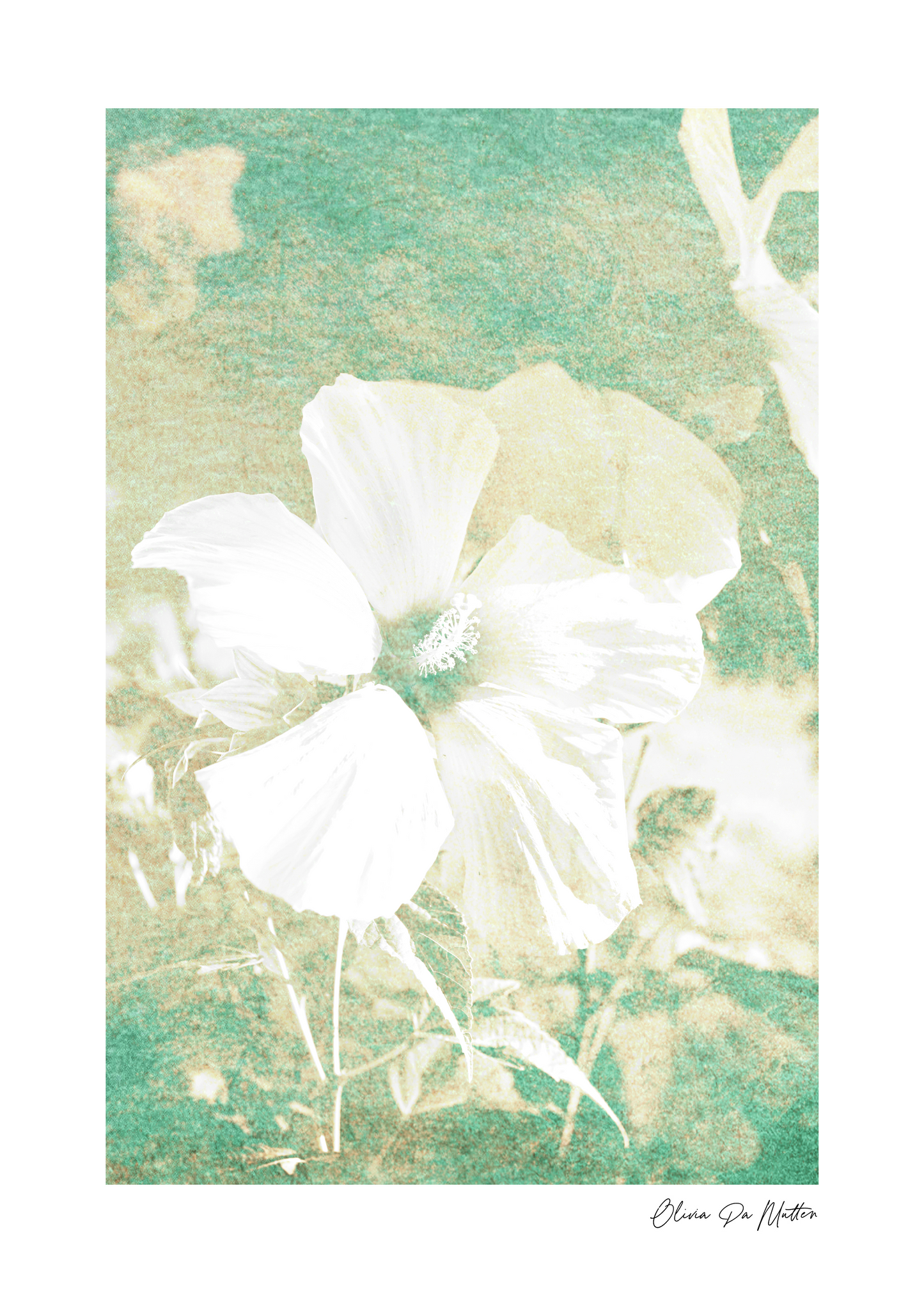 Hibiskus - Grün-Weiss
