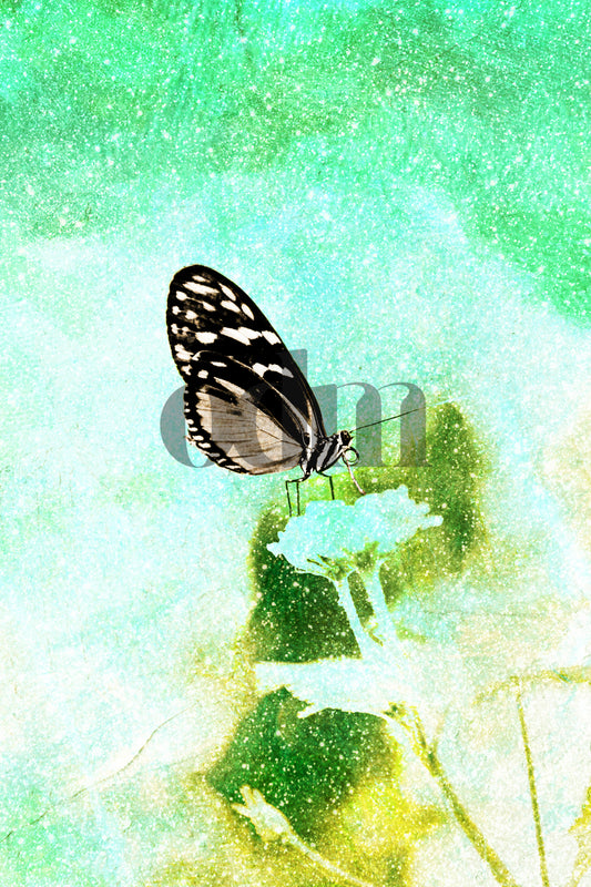 Schmetterling - Grün