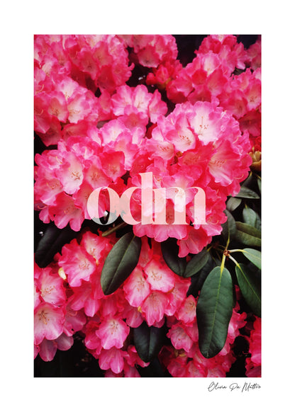 Bild Rhododendron