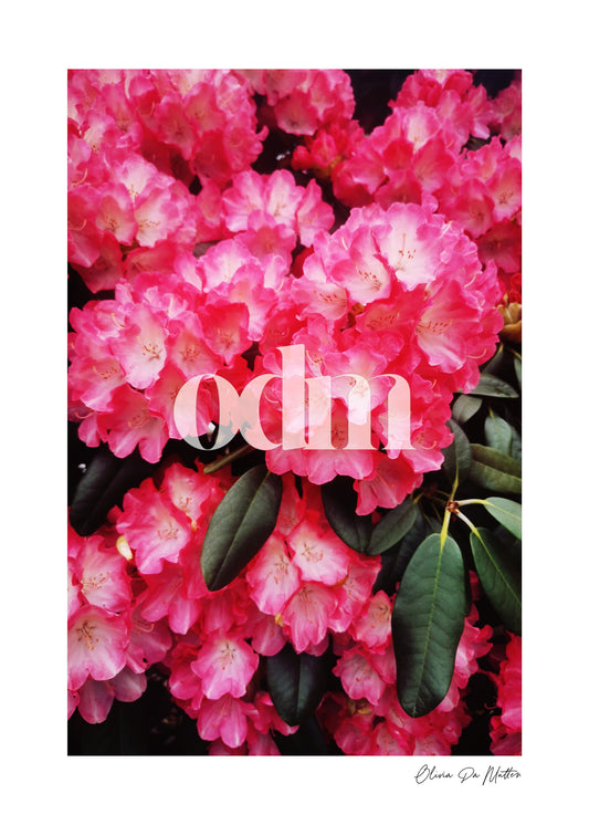 Bild Rhododendron
