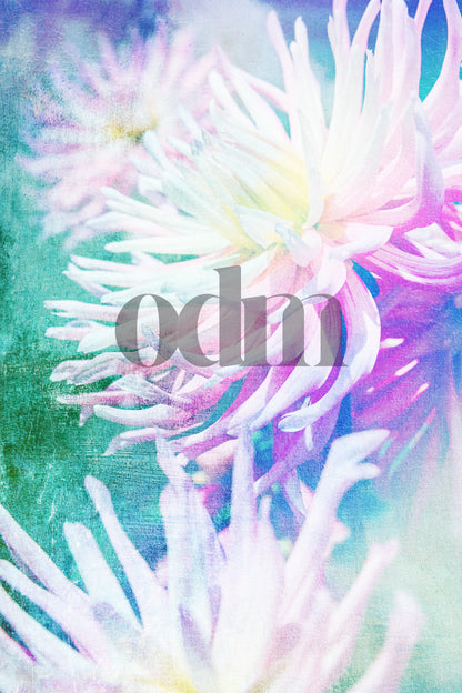 Dahlie - Rainbow