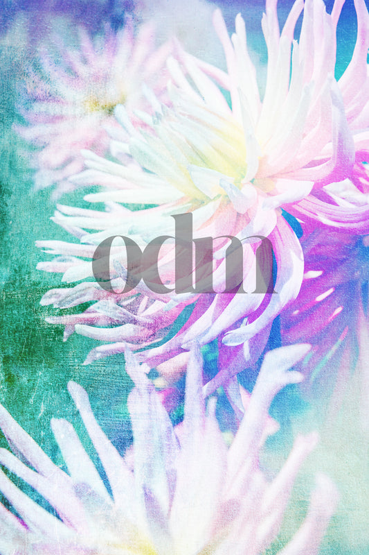 Dahlie - Rainbow