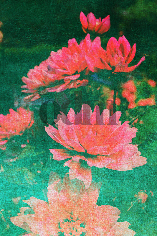 Dahlie - Seerose
