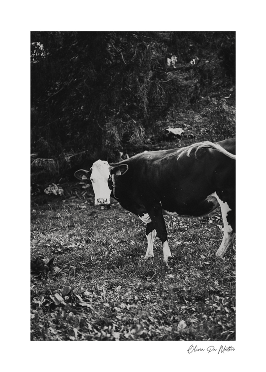 Kuh Louise 0.4
