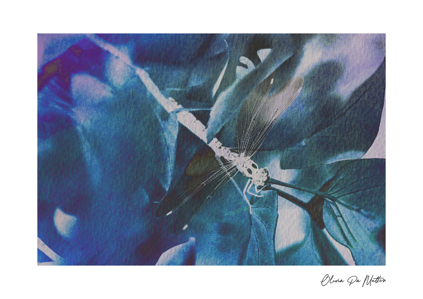 Libelle